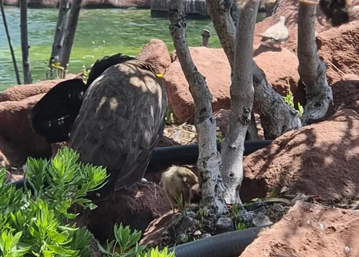 Appartement La Siesta